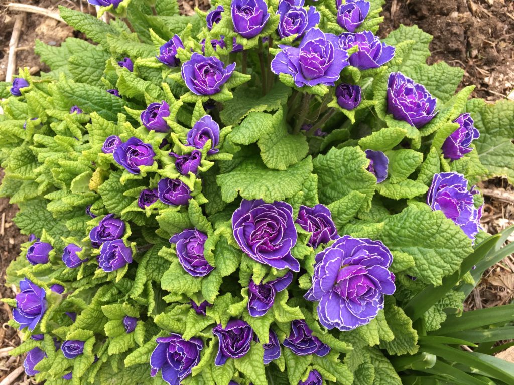 Perennial Primula