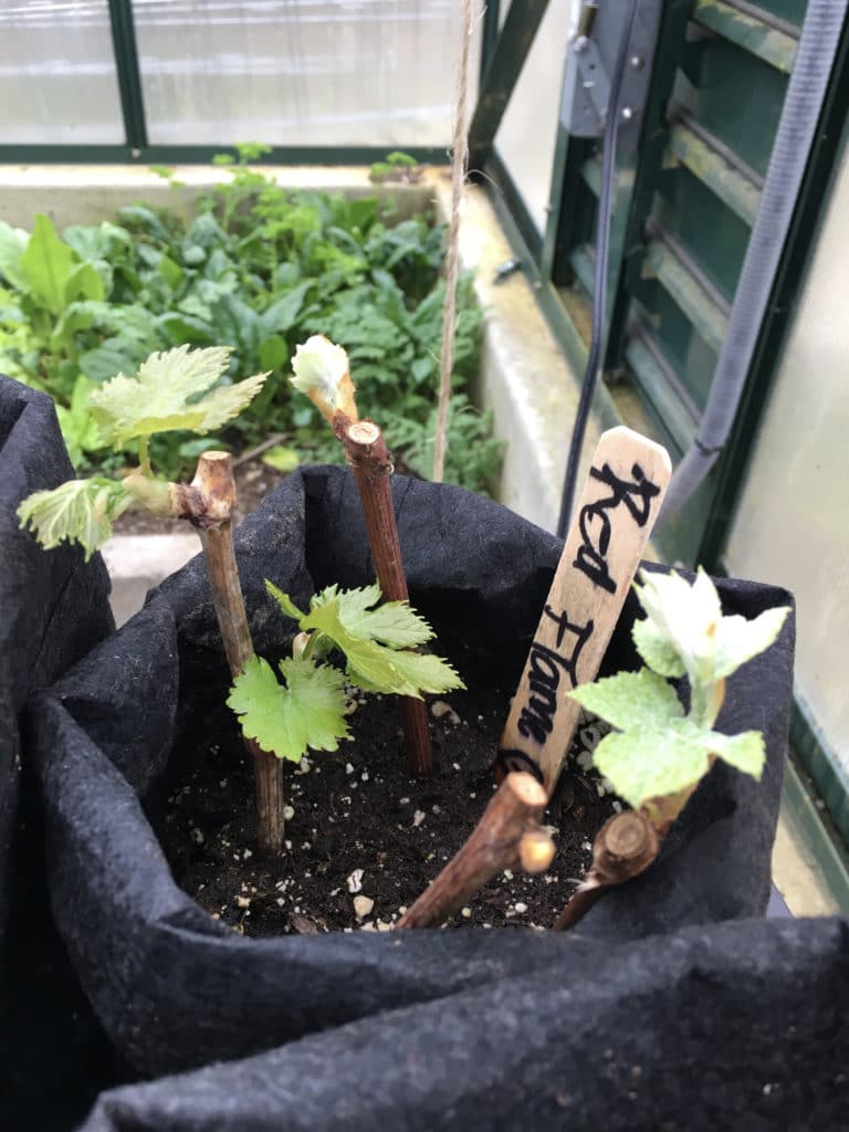 Planting Cuttings