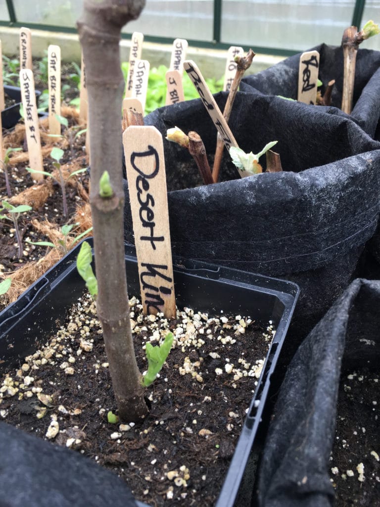 Planting Cuttings