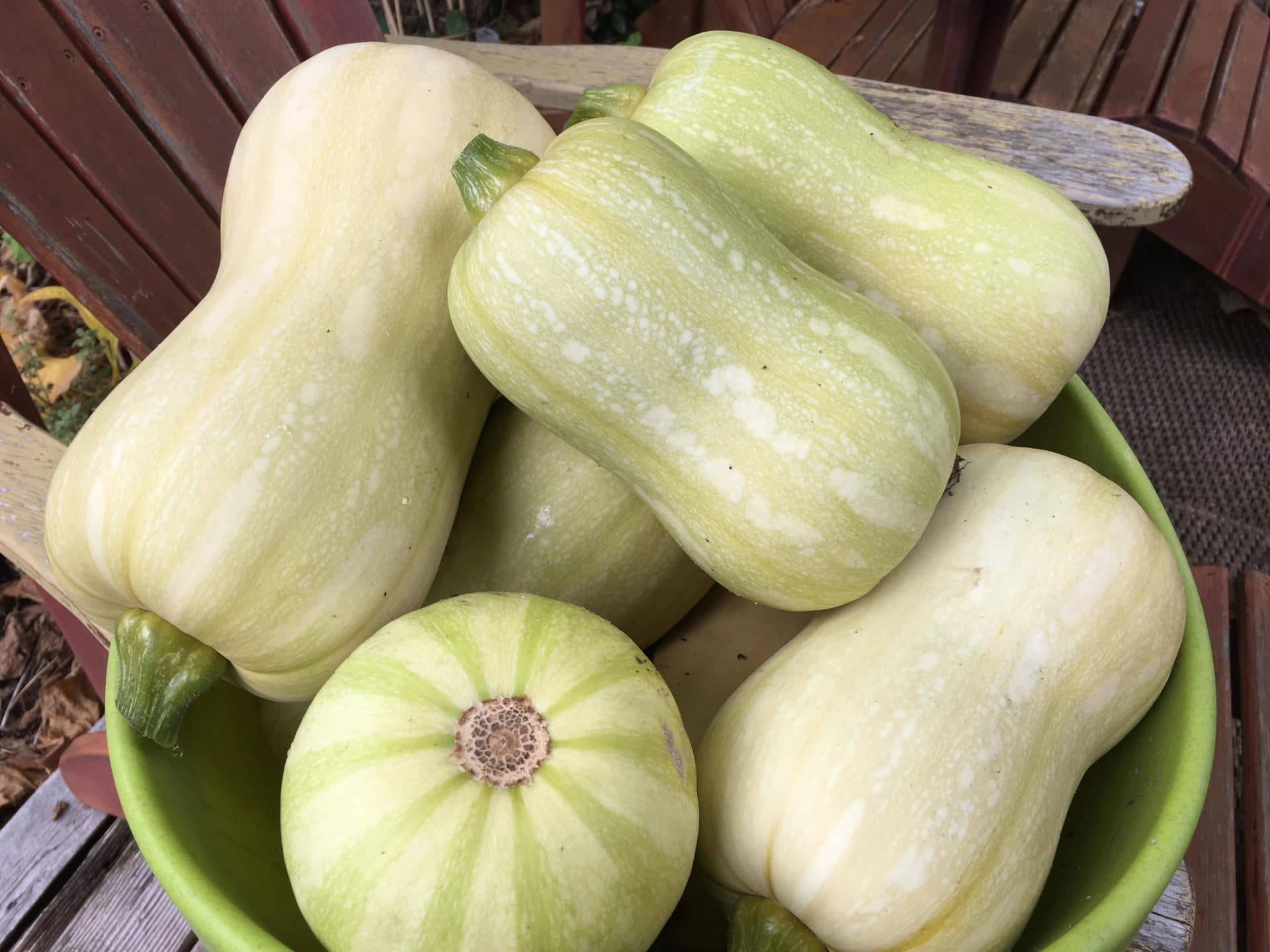 Squash