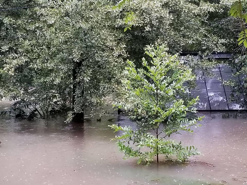 During Hurricane Harvey