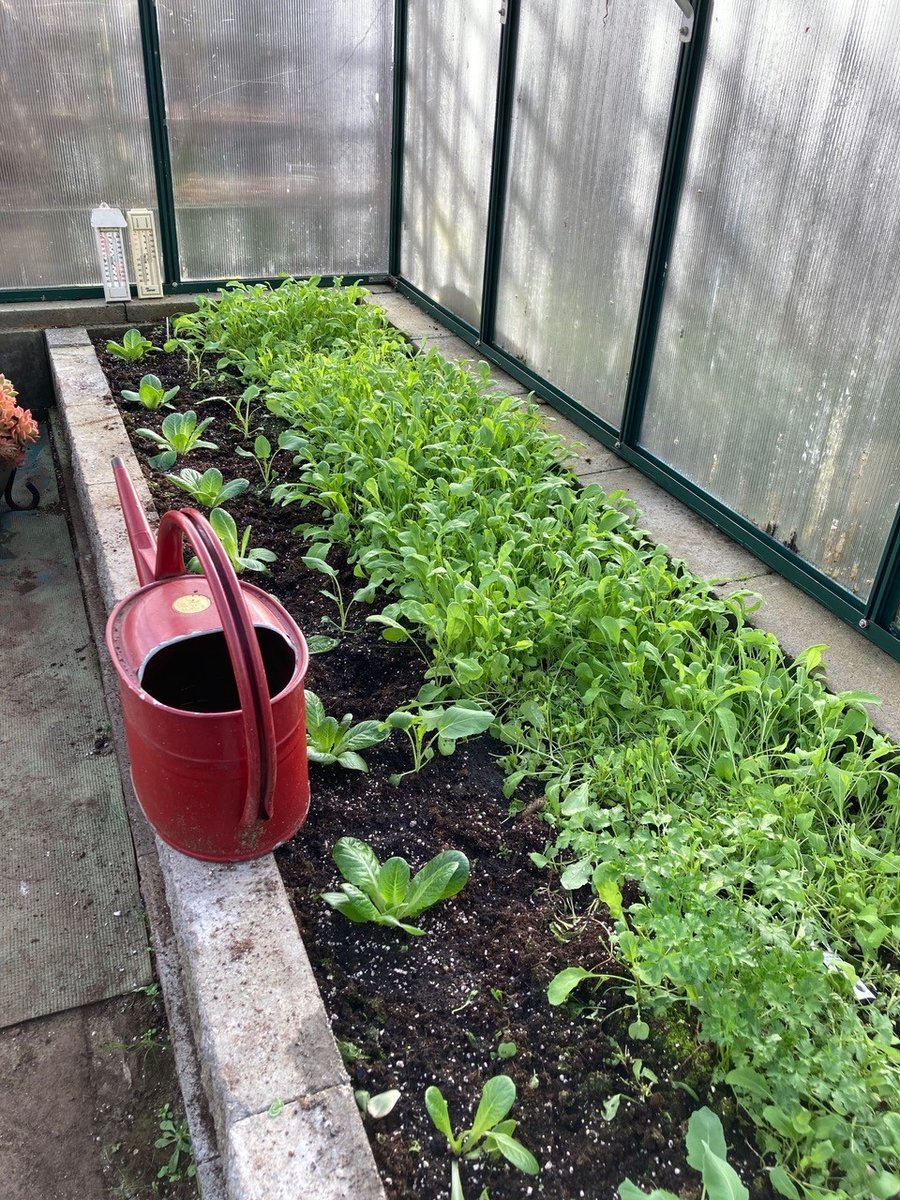 Mid Feb Arugula seeds