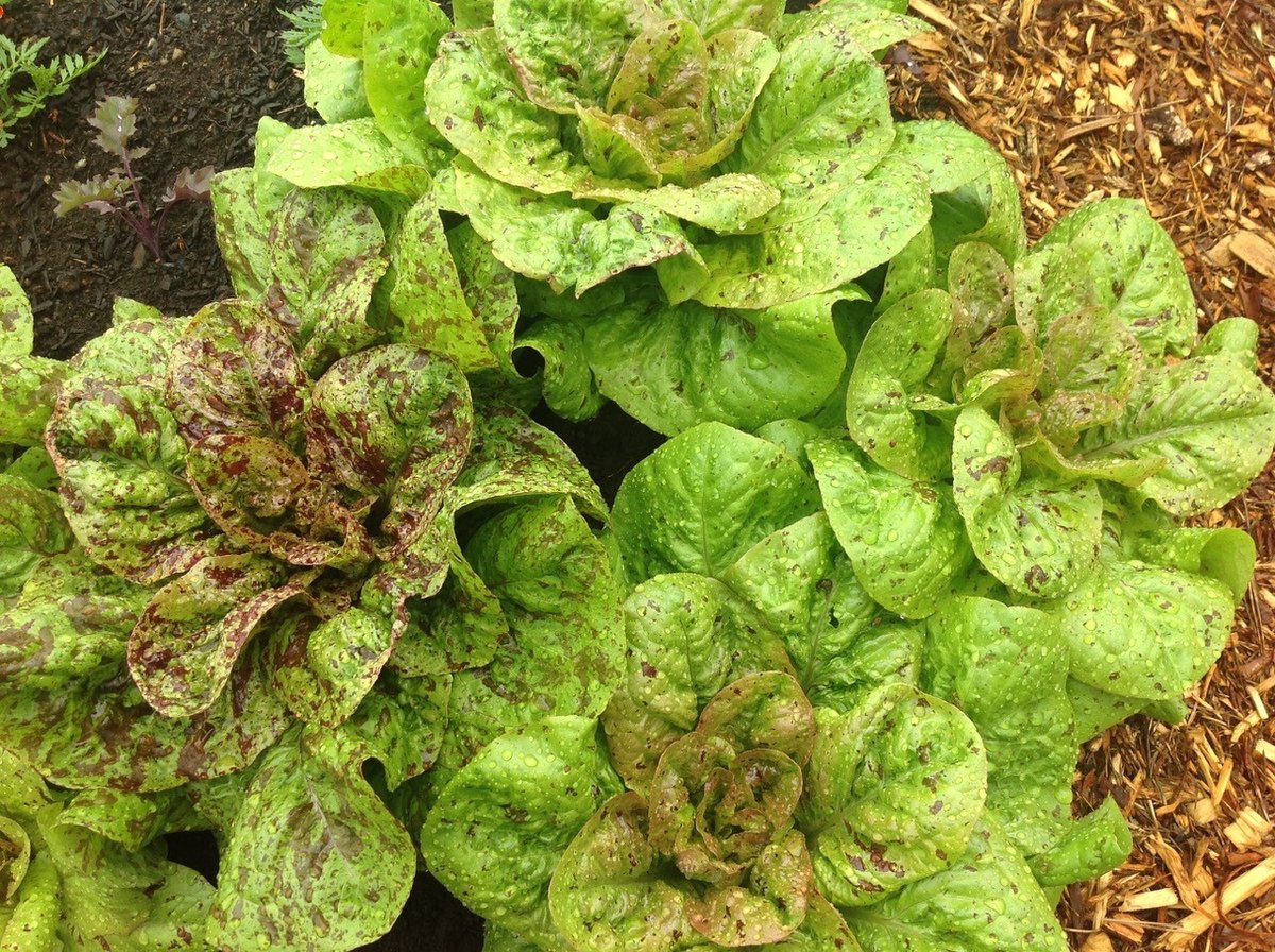 speckled butter lettuce