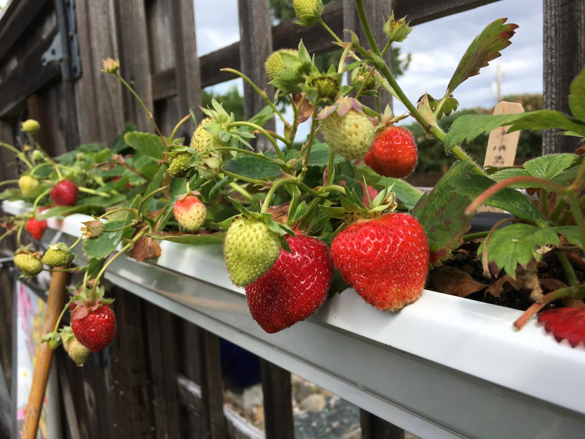 Greenhouse Strawberries