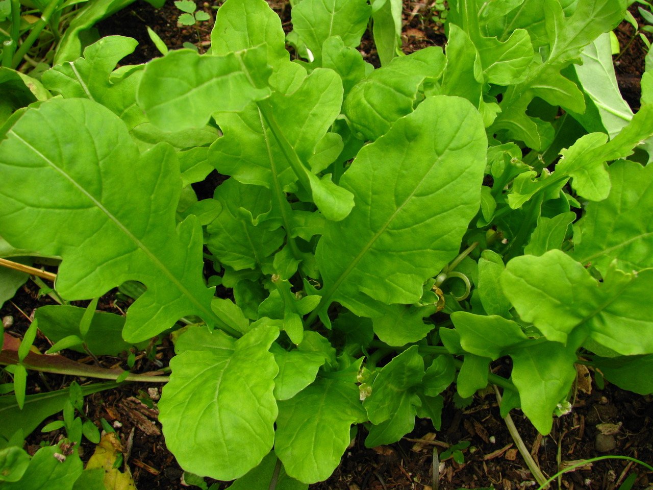 kale growing in greenhouse