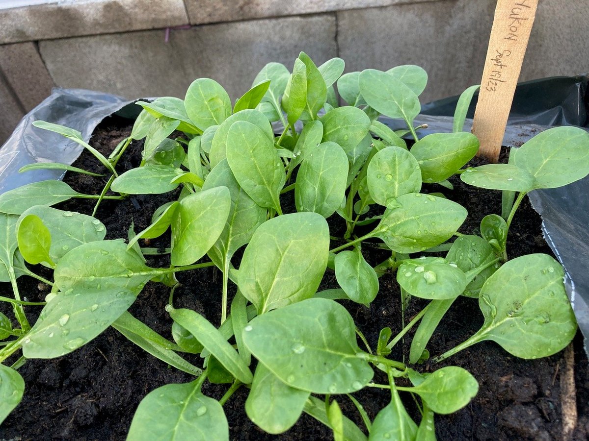Greenhouse Spinach