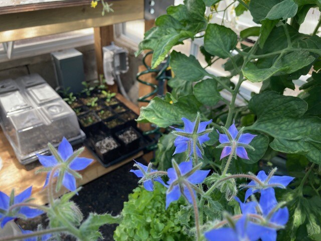 Seedlings on potting bench