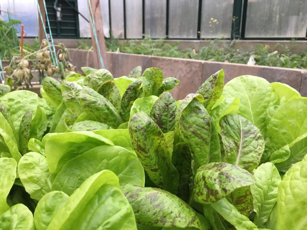 Plants in a greenhouse