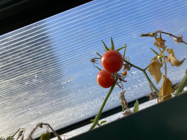 Image of a tomato plant in a greenhouse