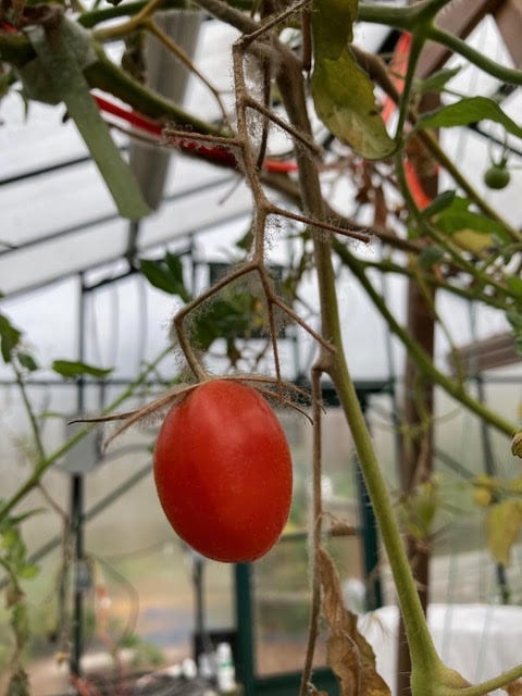 Image of cobwebs on a tomato plant