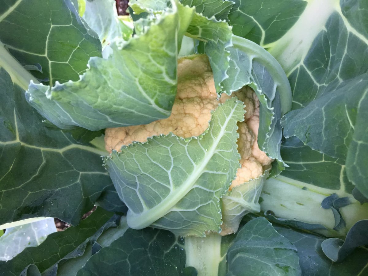 Most new varieties of cauliflower are self-wrapping. This means the leaves wrap around and protect the head as it forms.