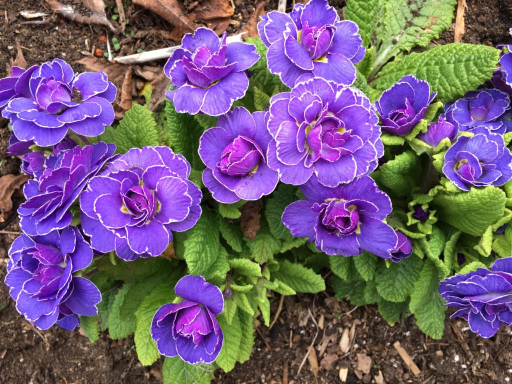 Perennial Primula