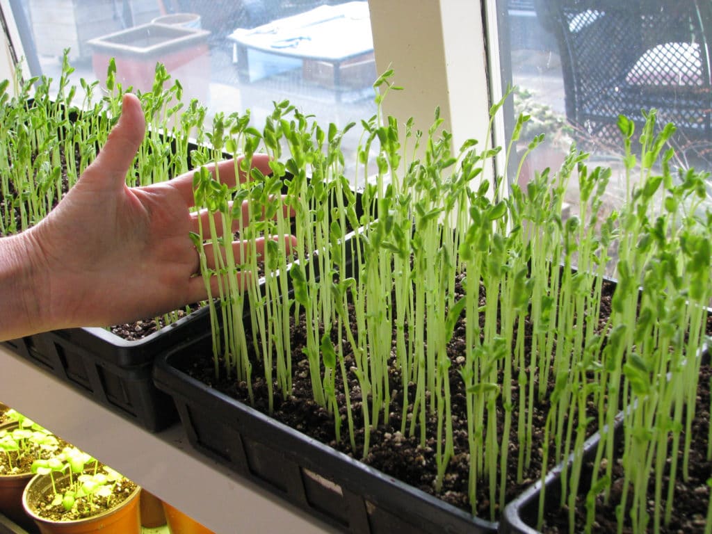 Planted Vegatables