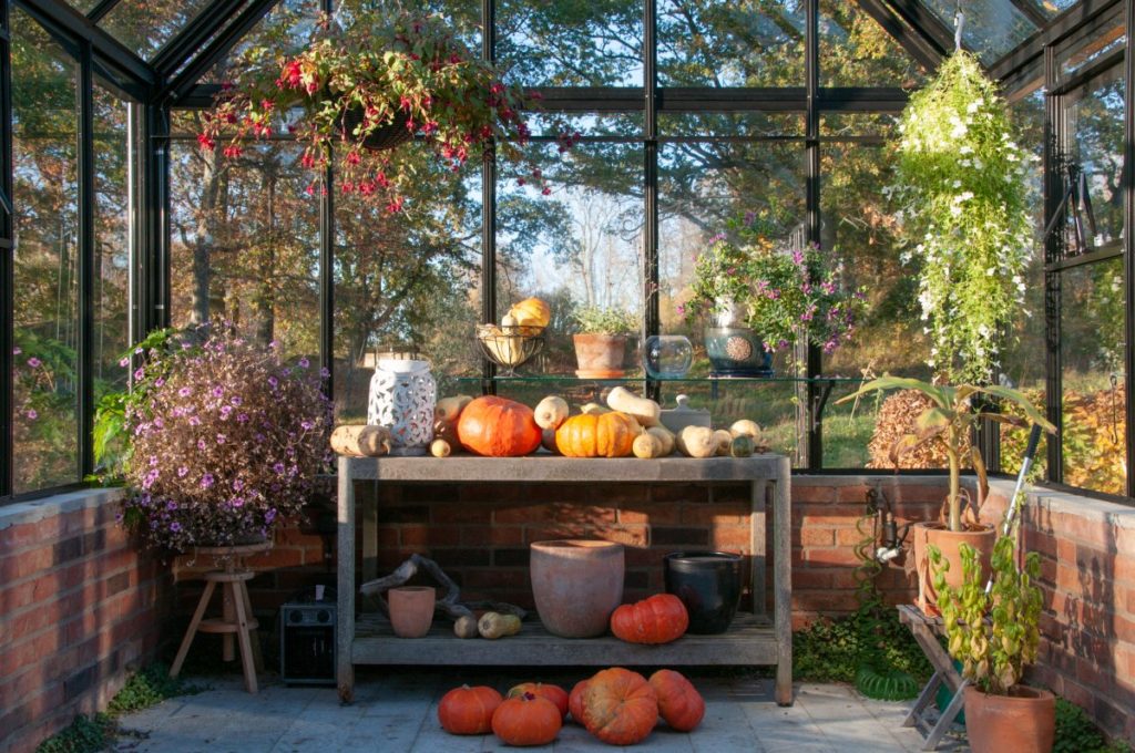 Pumpkins inside of a greenhouse