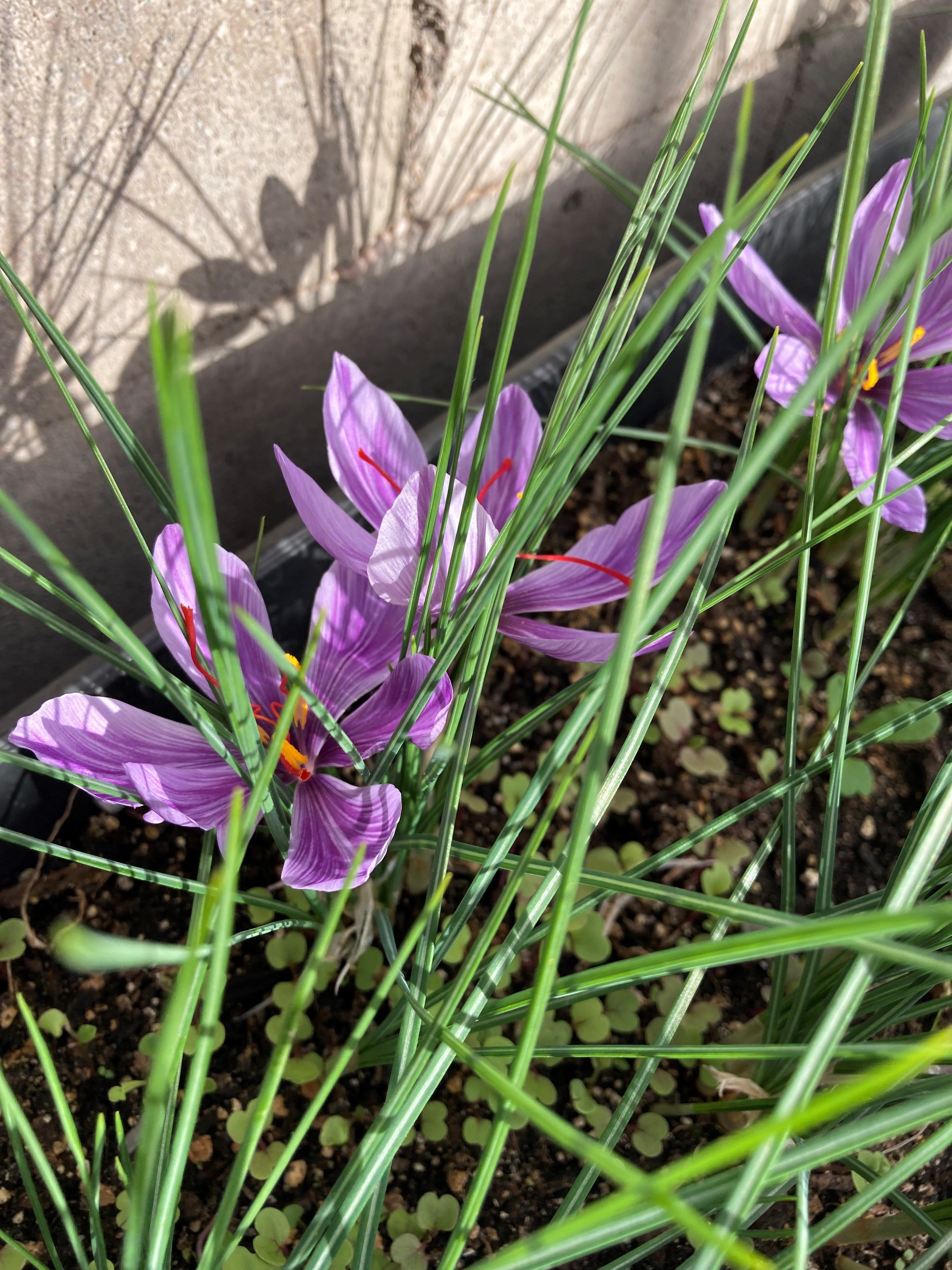 Safron