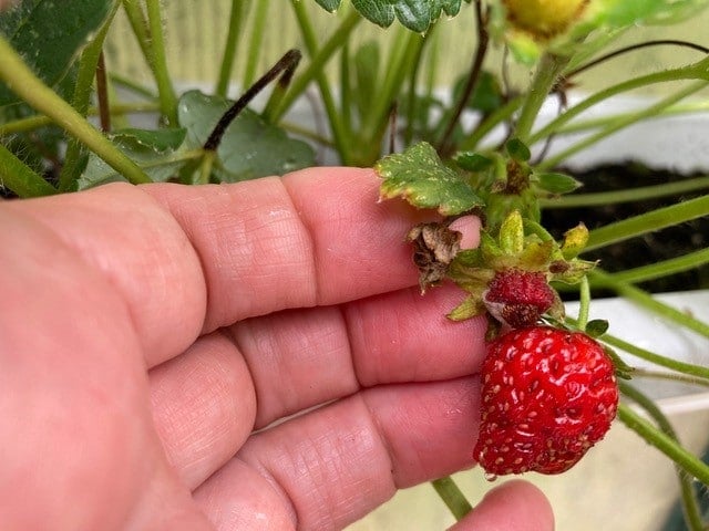 Strawberries affected by thrips