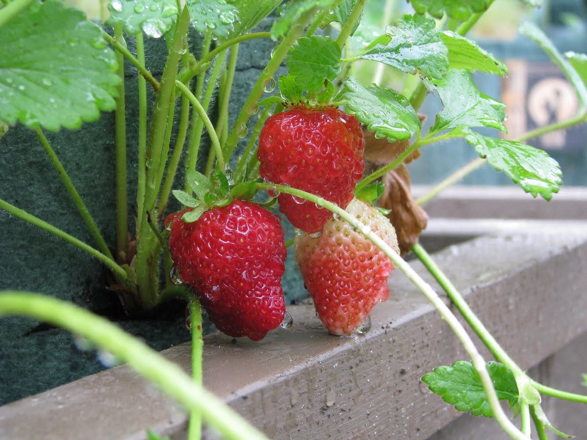 Strawberries-2