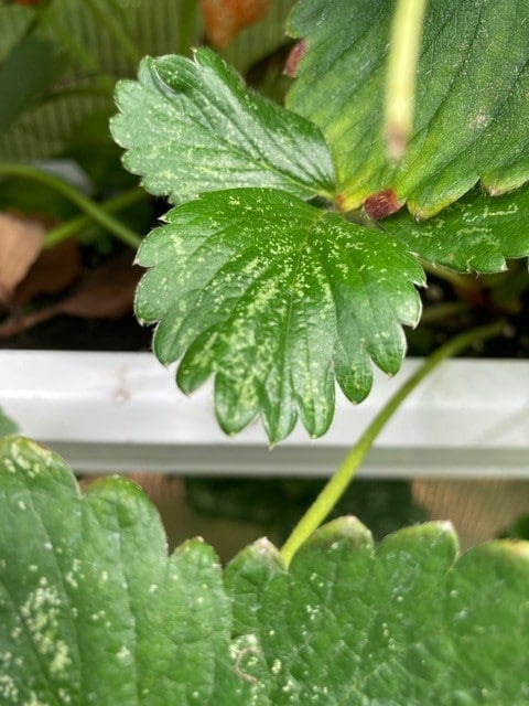 Strawberry leaf stippling due to thrips-1
