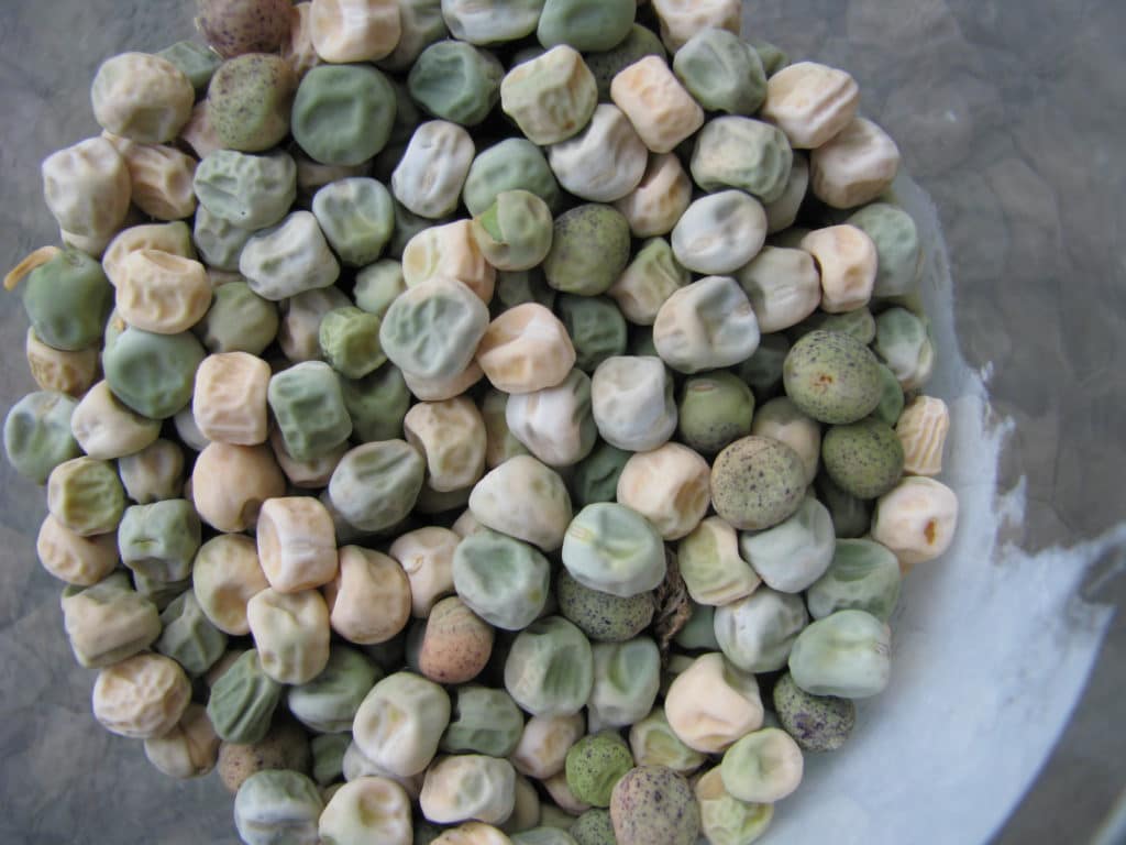 Summers leftover pea seed