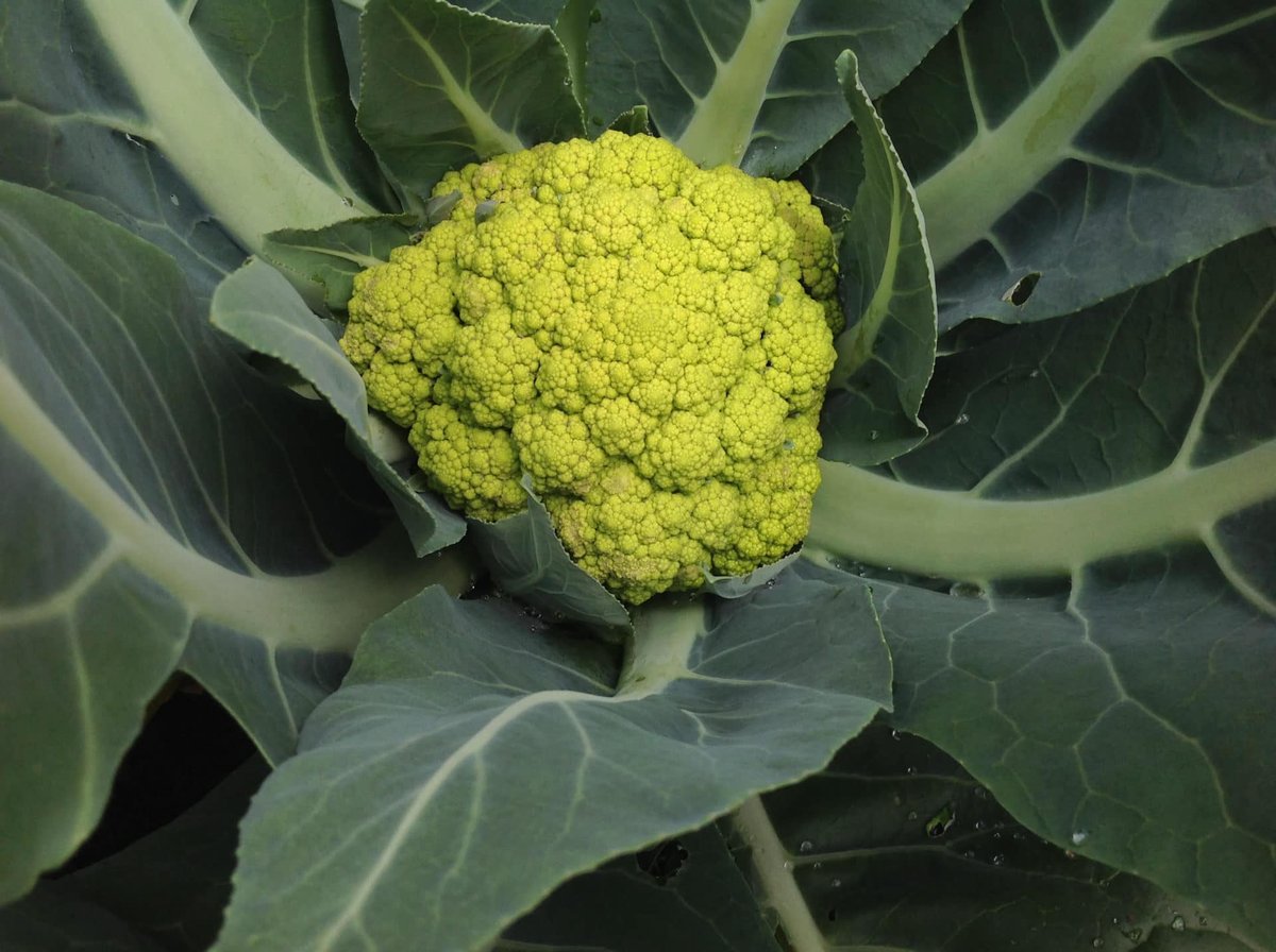 Susana cauliflower is a lime-green colour and holds it colour with steaming