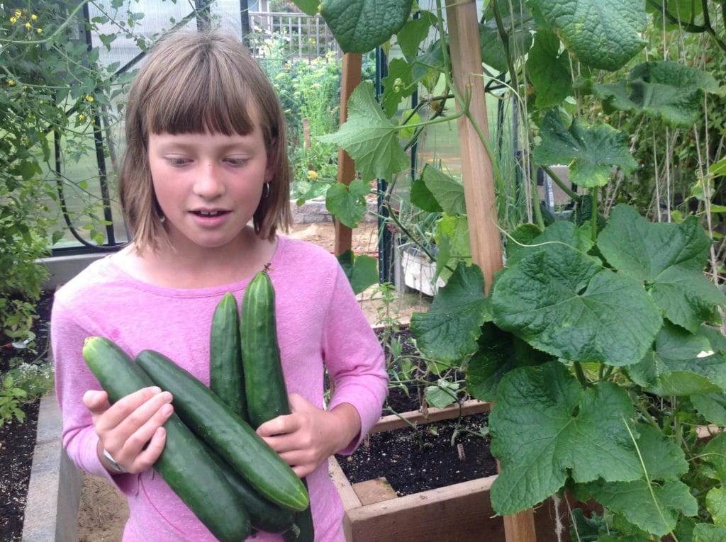 Young girl holding cucumbers in a greenhouse