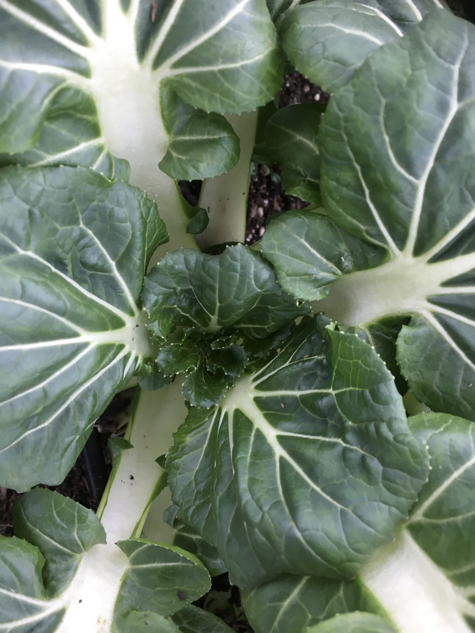 bok-choi