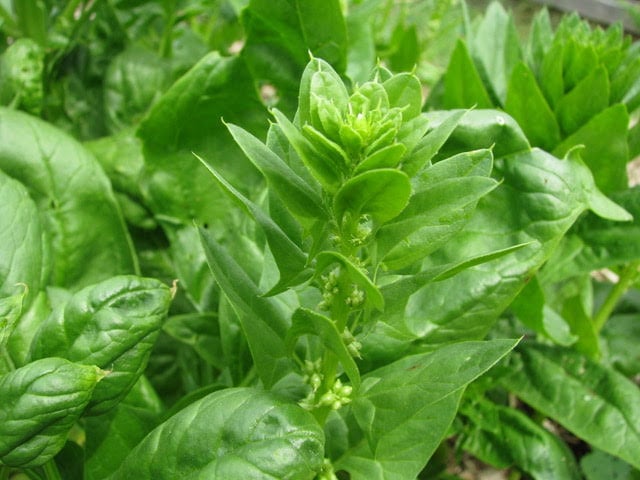 bolting-spinach