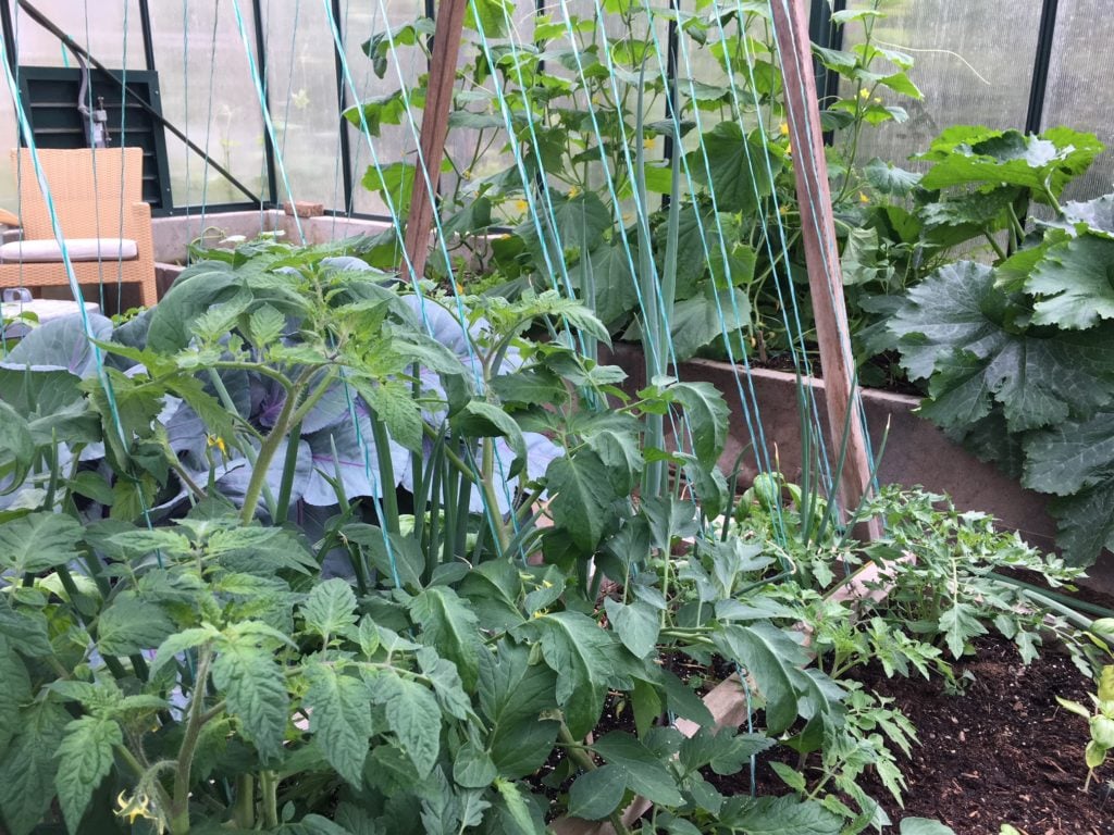 cucumber plants 2