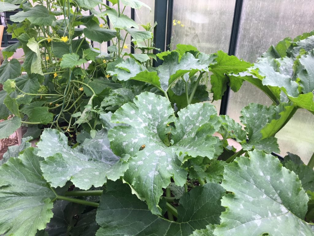 cucumber plants