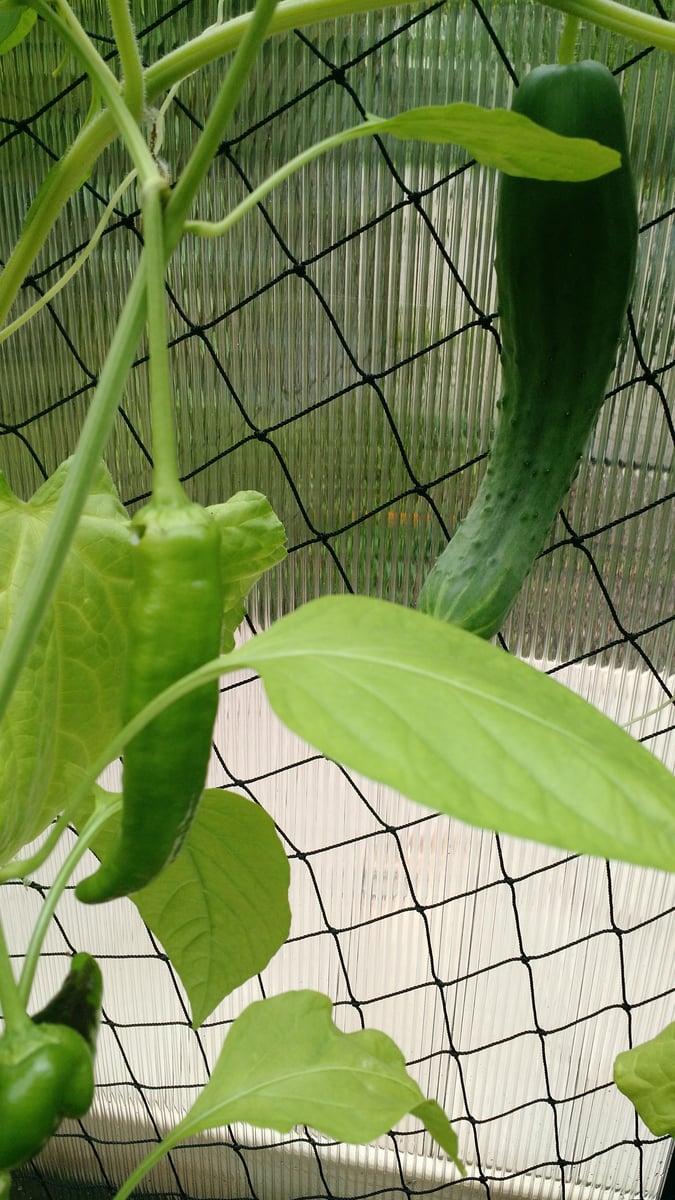 cucumber and peppers