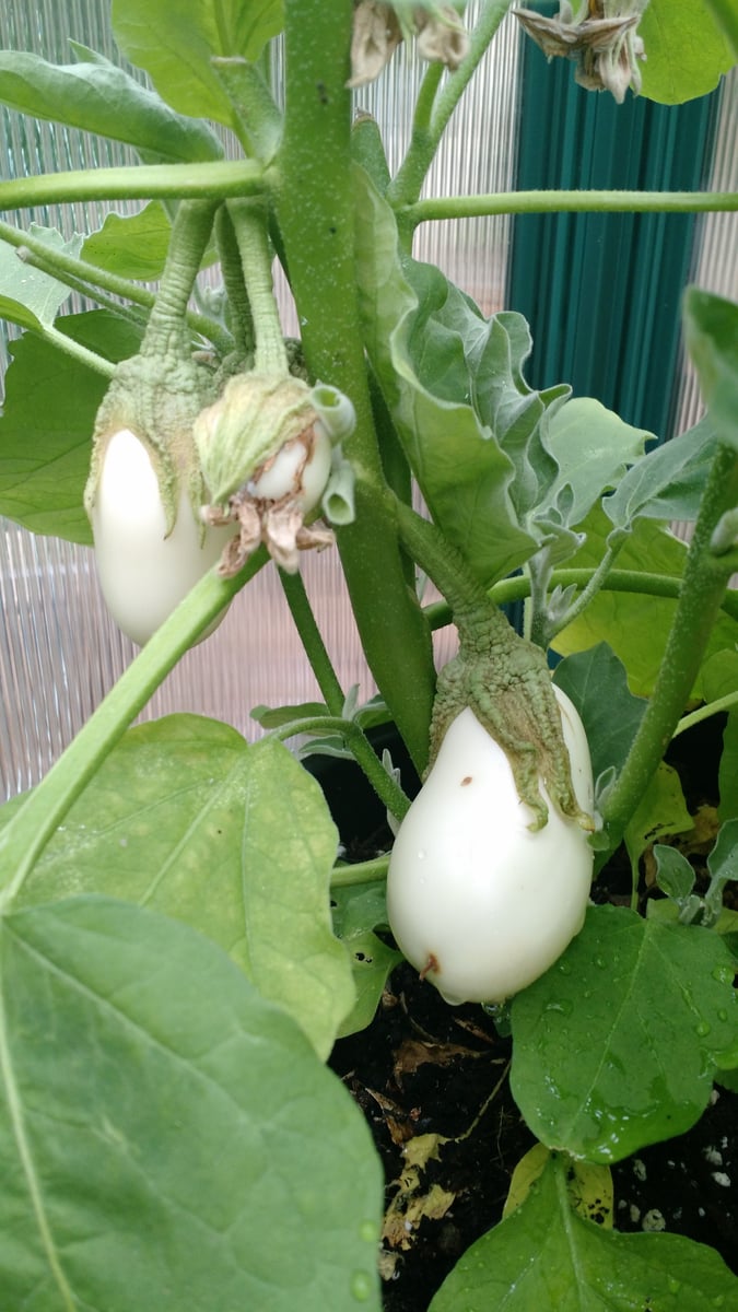 eggplant