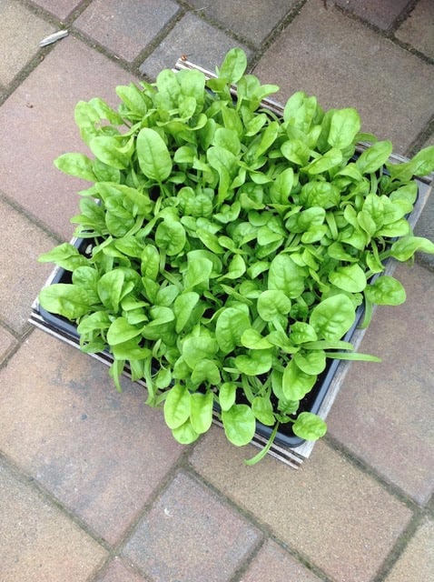 spinach-3